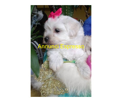 Maltese toy cuccioli