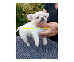 Chihuahua mini