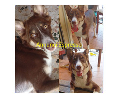 In regalo CHOCO MIX BORDER COLLIE