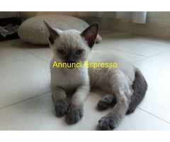 Siamese Tradizionale gattina