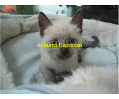 Siamese Tradizionale gattina