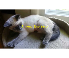 Siamese Tradizionale gattina