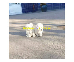 Pet dog maltese