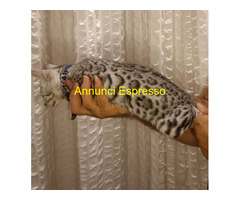 Bengala gatto cucciola femmina