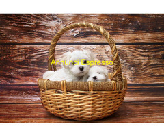 Maltese toy maschietto