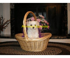 Maltese toy maschietto