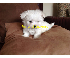 Maltese toy maschietto