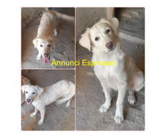 In regalo CHARLOTTE MIX LABRADOR/GOLDEN