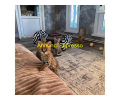 Gattini serval e caracal