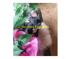 Bouledogue francese maschietto