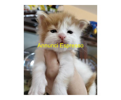 Cuccioli di Maine Coon