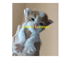 Cuccioli di Maine Coon