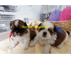 Shih Tzu cuccioli