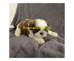 Shih Tzu cuccioli