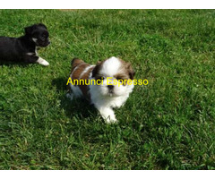 Shih Tzu cuccioli