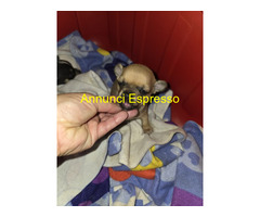 Chihuahua