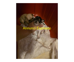 Chihuahua