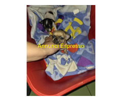 Chihuahua