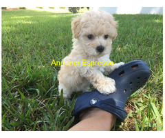 Maltese toy cuccioli