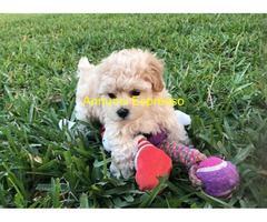 Maltese toy cuccioli