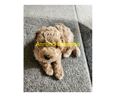 Maltese toy cuccioli