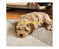 Maltese toy cuccioli