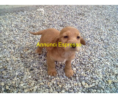 Cocker Spaniel maschietto