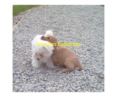Cocker Spaniel maschietto