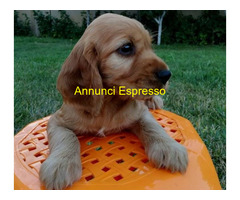 Cocker Spaniel maschietto