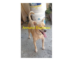 In regalo SPRITZ simil Pinscher 4 anni