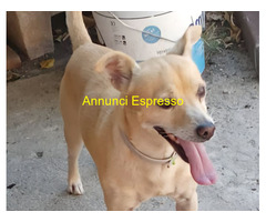In regalo SPRITZ simil Pinscher 4 anni