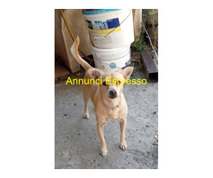 In regalo SPRITZ simil Pinscher 4 anni