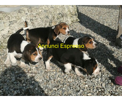 Beagle tricolore cuccioli