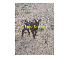Capretto tibetano maschio