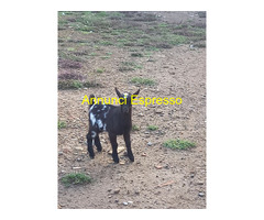 Capretto tibetano maschio