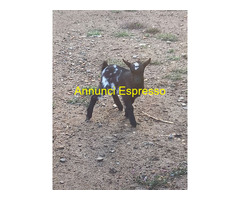 Capretto tibetano maschio