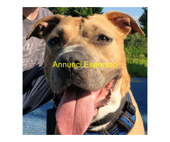 In regalo CANE PIT BULL