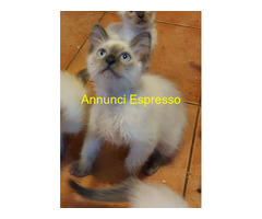 Siamese Tradizionale gattina