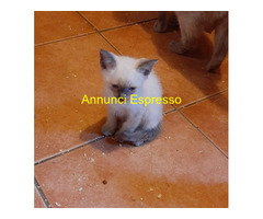 Siamese Tradizionale gattina