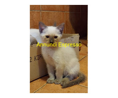 Siamese Tradizionale gattina