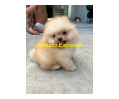 Cucciciolo pomeranian