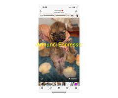 Cucciciolo pomeranian