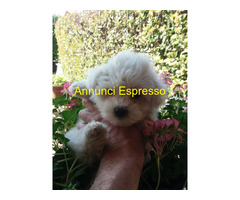 Maltese Coreano toy