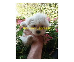Maltese Coreano toy