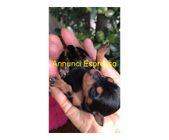Cucciolo Pinscher Nano ToyMini