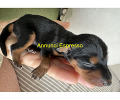 Cucciolo Pinscher Nano ToyMini