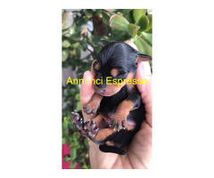 Cucciolo Pinscher Nano ToyMini