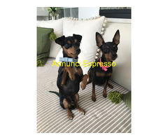 Cucciolo Pinscher Nano ToyMini