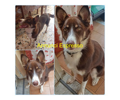 In regalo UNA MAMMA PER CHOCO