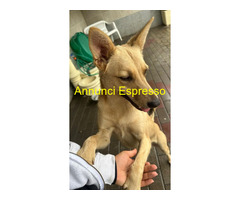 In regalo CANE METICCIO